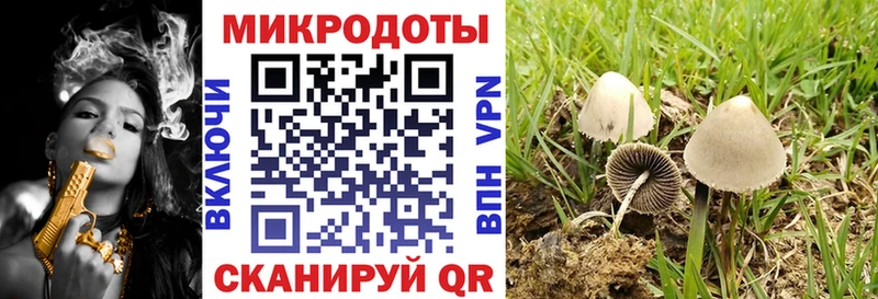Галлюциногенные грибы Psilocybe  Камызяк 